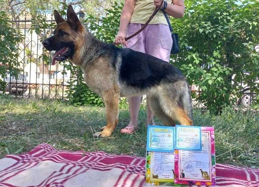 Щенки немецкой овчарки