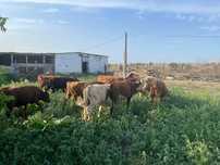 Продам БЫКОВ 1 года и 3 месяц
