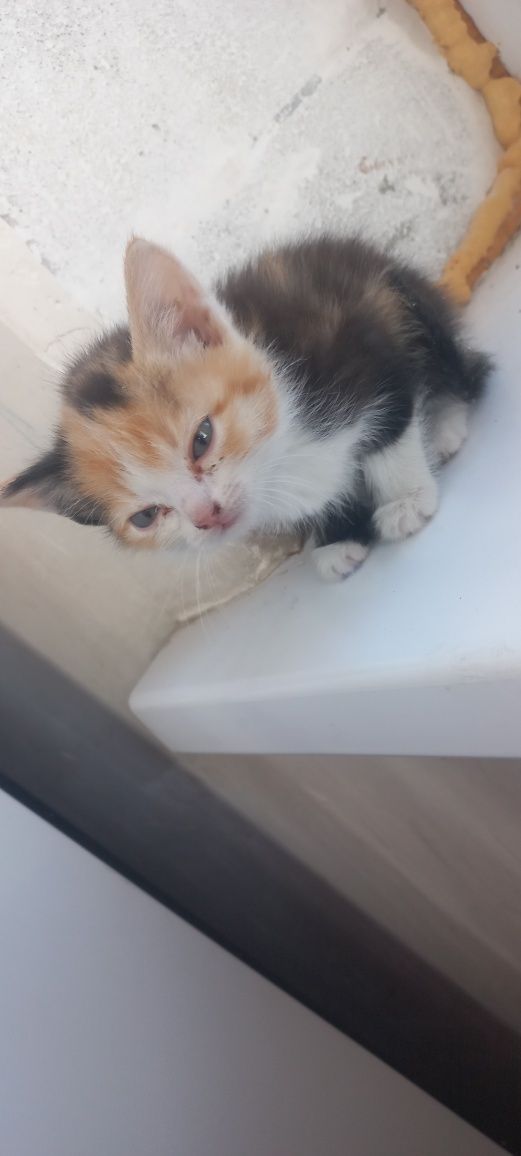 Отдам Котят в хорошие руки