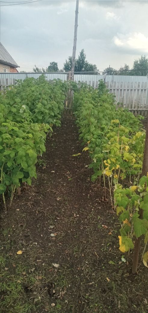 Продам дачу в обществе Борки
