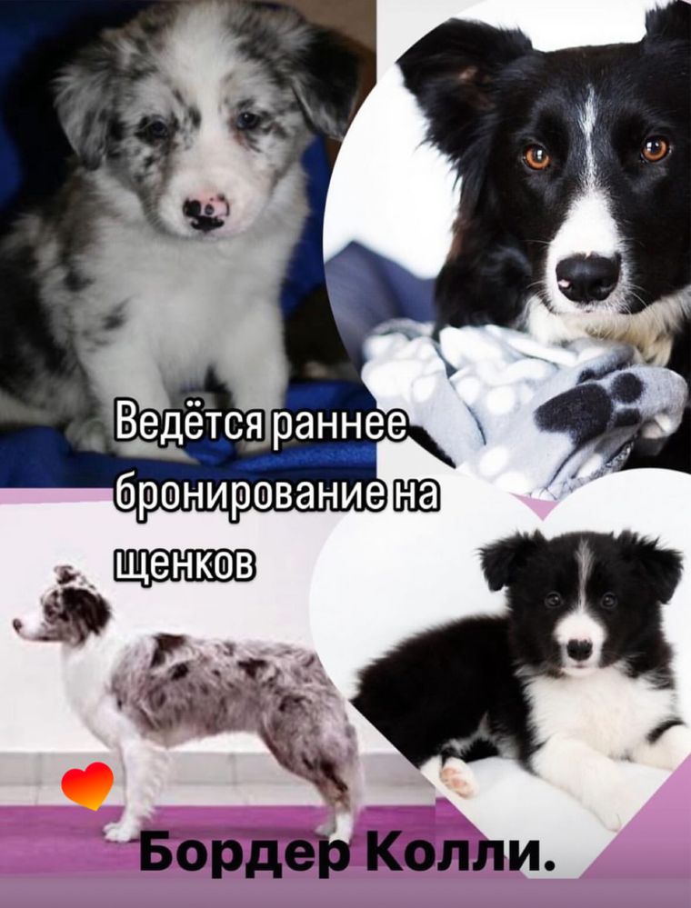 Щенки Бордер колли