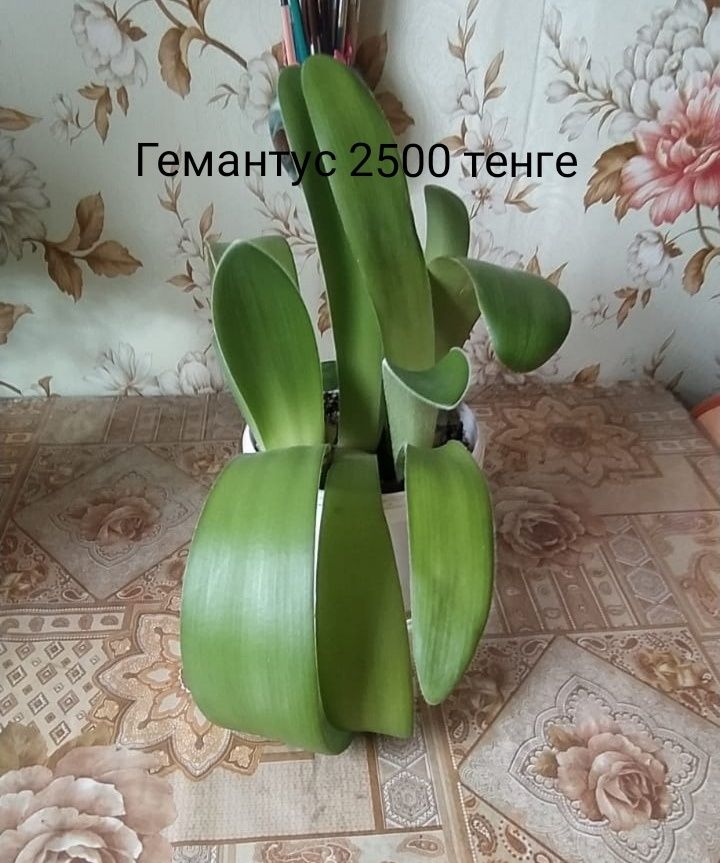 Продам цветы комнатные фиалка, глоксиния