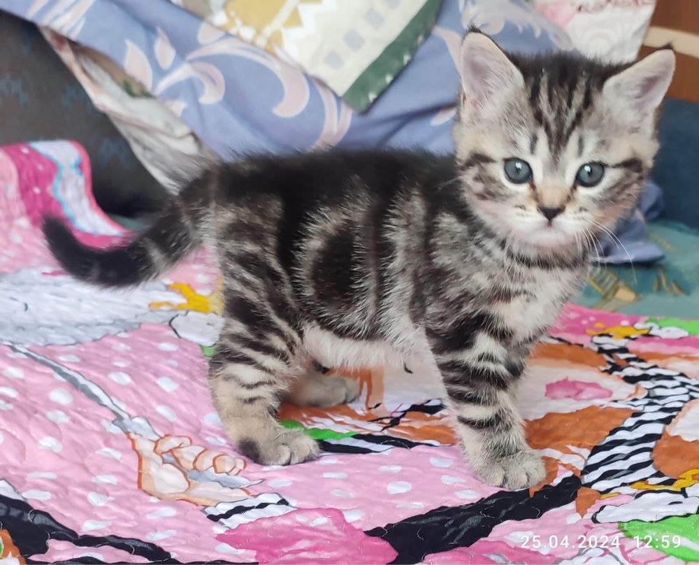 Шотландский кот приедет к Вашей кошечке на вязку:)