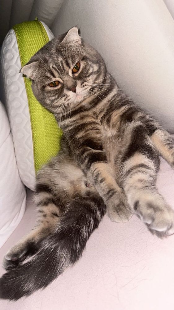 Кот на вязку Кот на вязку Кот на вязку