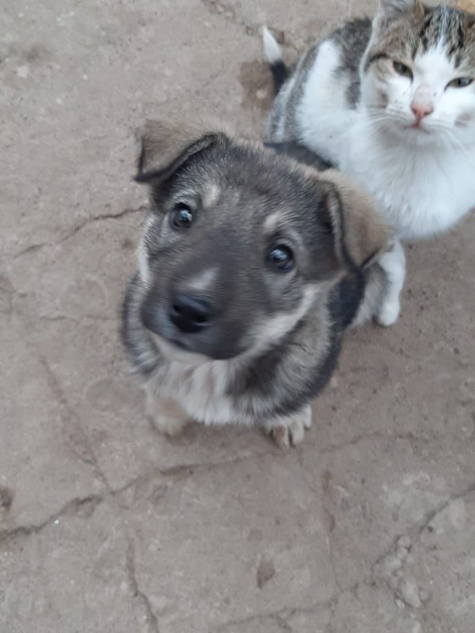 Отдам щенка в хорошие руки