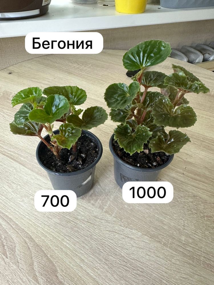 Продам комнатные растения. Доставка бесплатно по городу