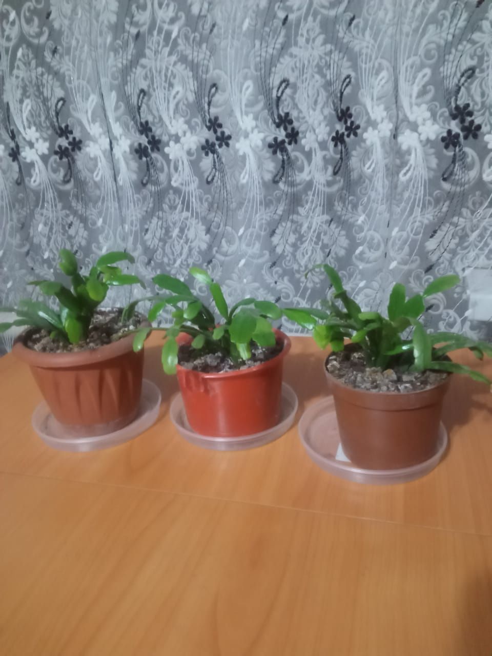 Комнатные цветы.