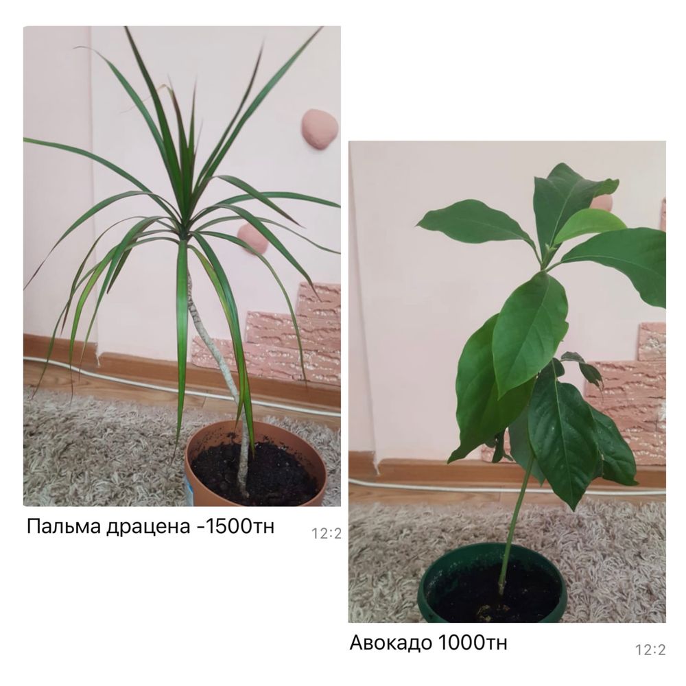 Комнатные цветы в горшках