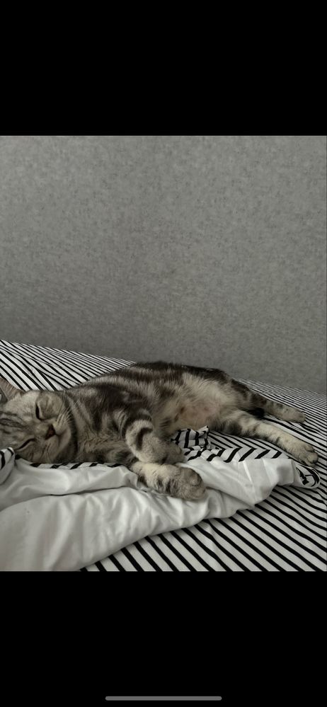 Отдам кота в добрые руки