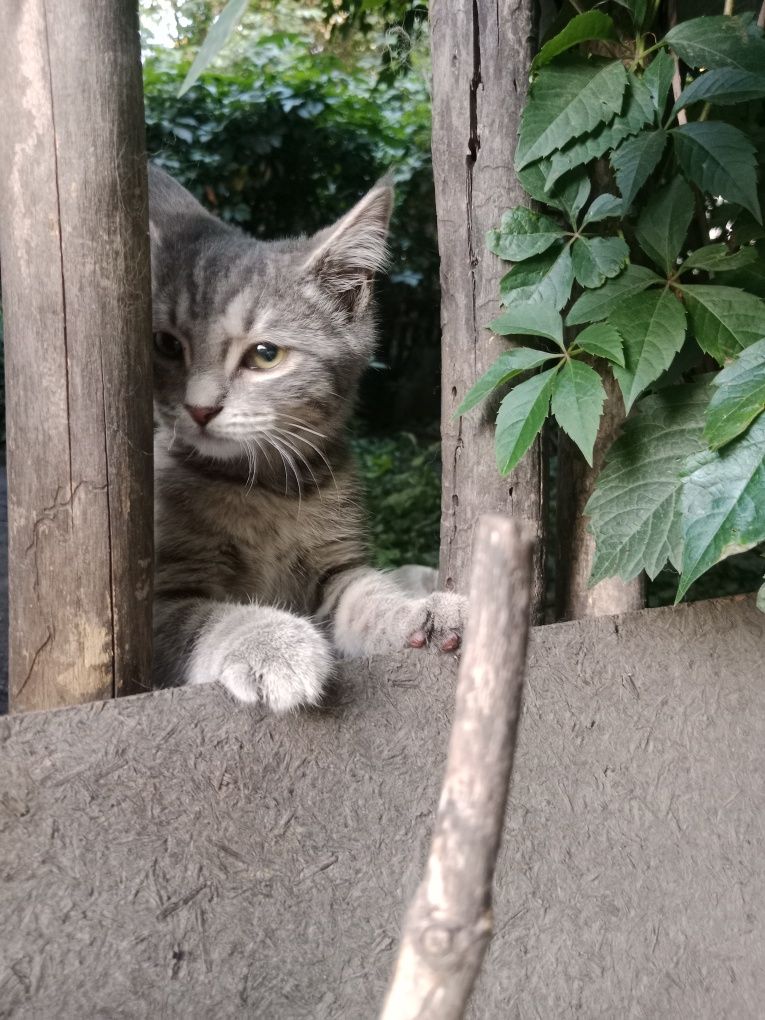 Малышу нужен дом