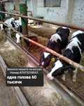 Молочные бычки племенные