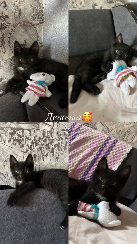 Отдам котят в хорошие руки