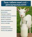 Таза табиғи ешкі сүті