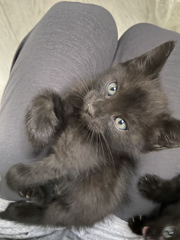 Котята в хорошие руки!
