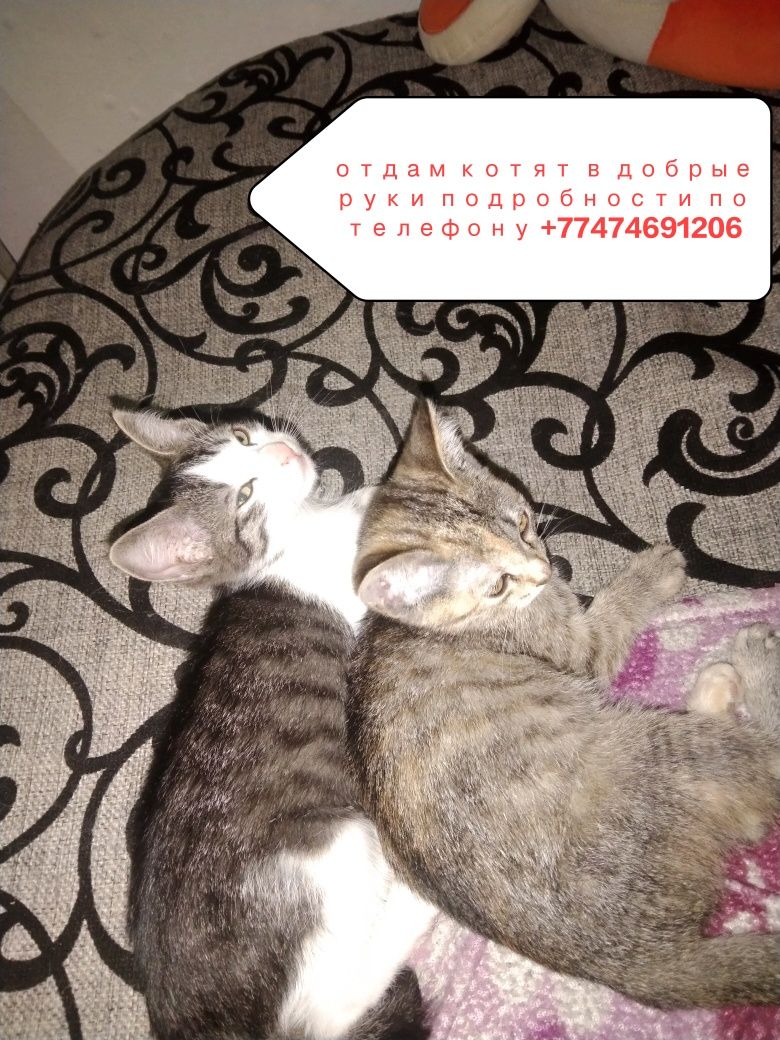 Отдам котят в добрые руки
