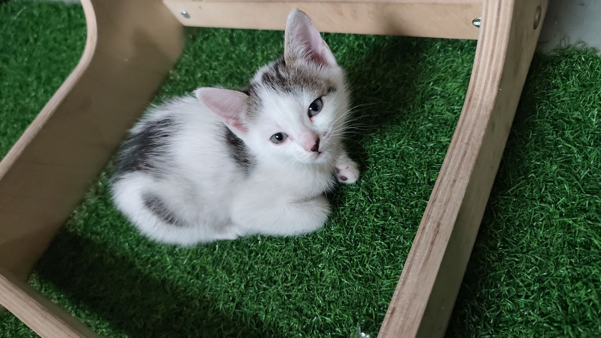 Отдам котят бесплатно