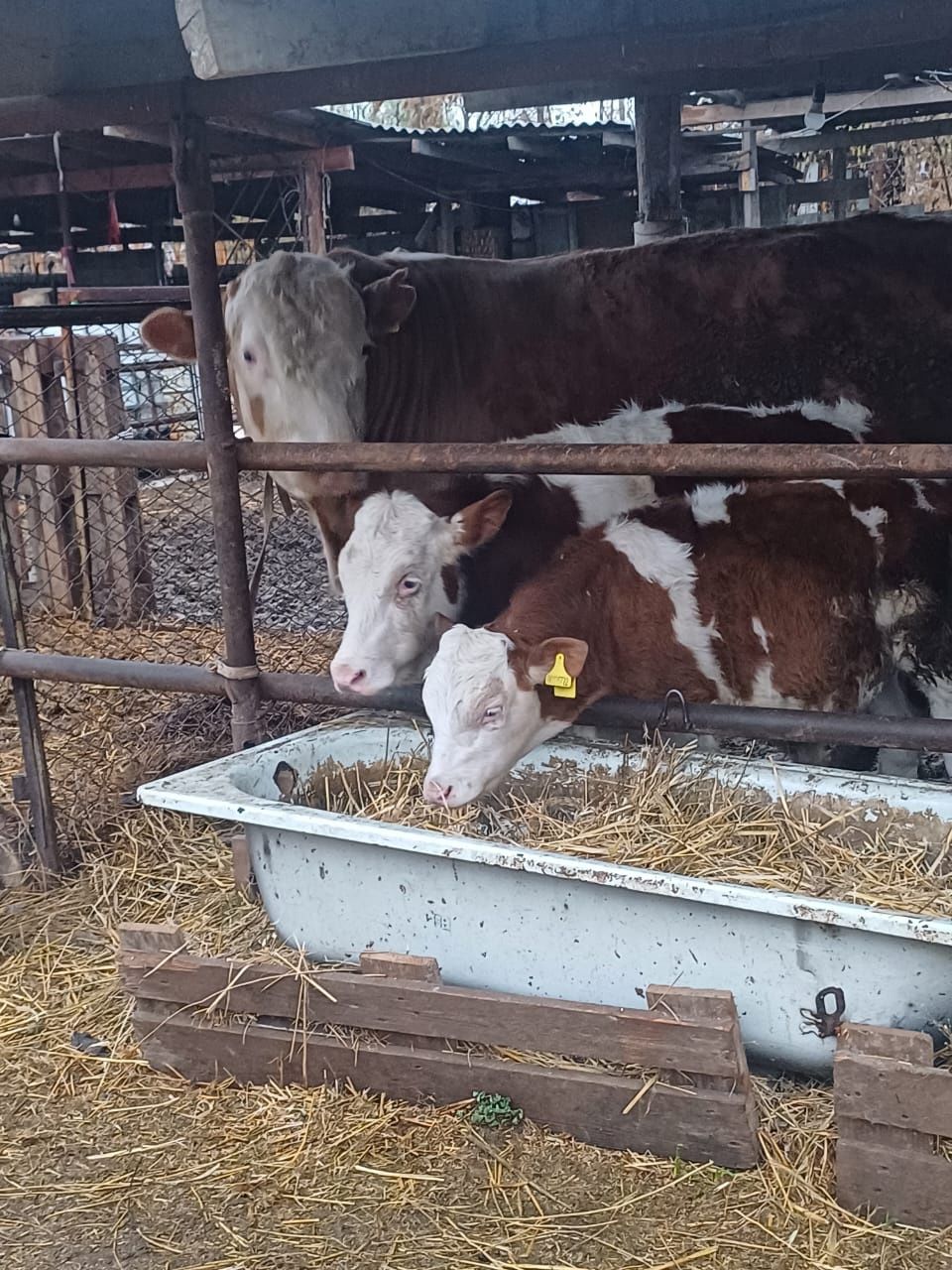 Продам быка 2.5г чистокровного