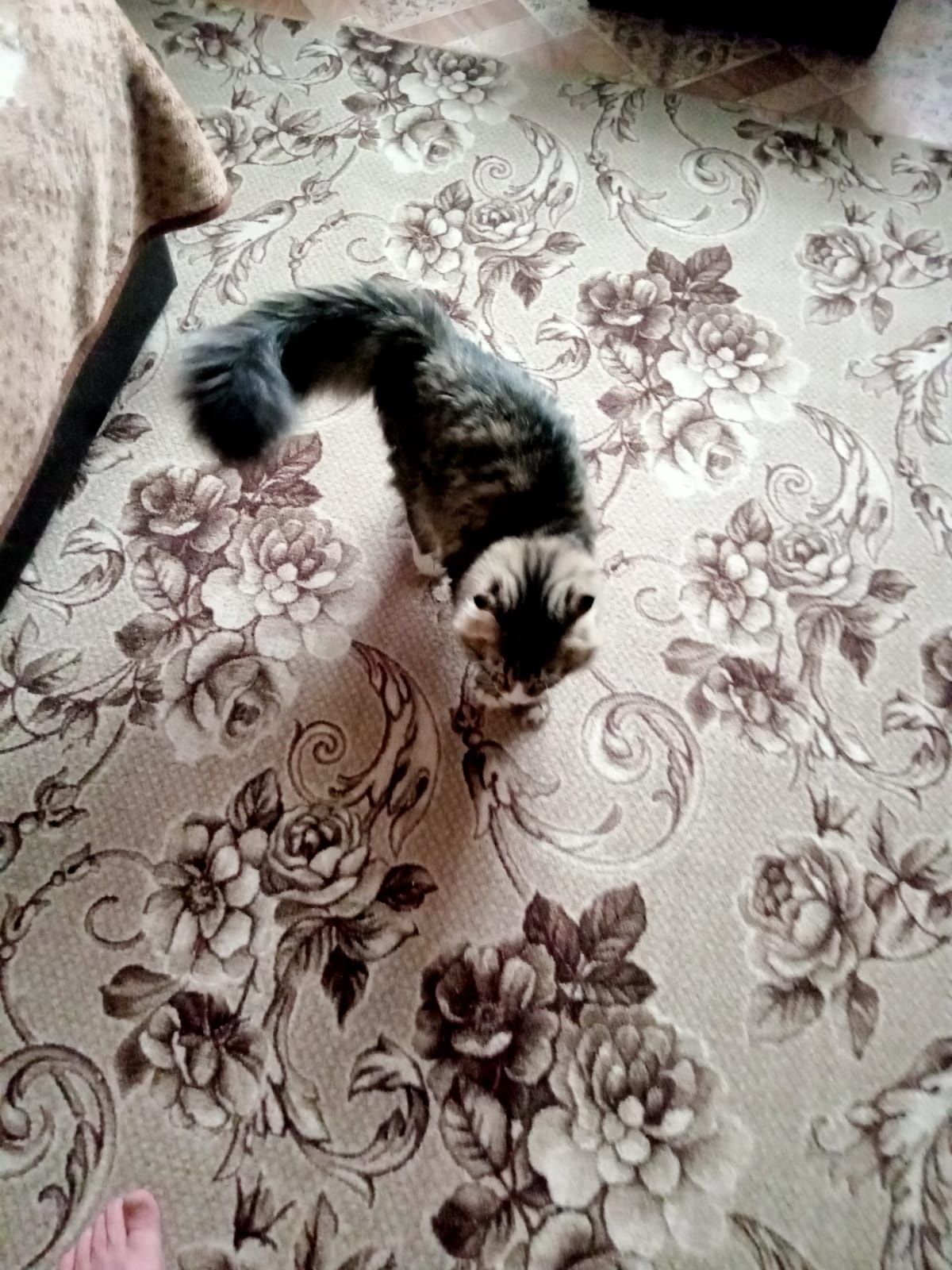 отдам кошку в хорошие руки