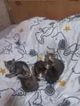 Отдам в хорошие руки котят