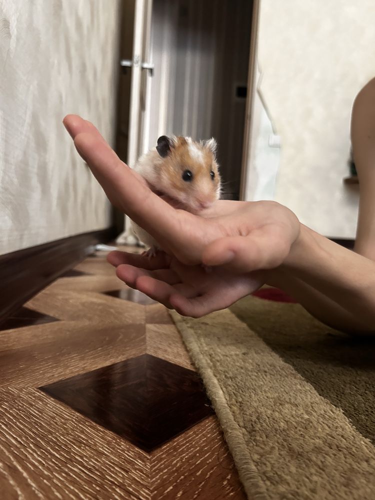 Золотистый сириский хомяк