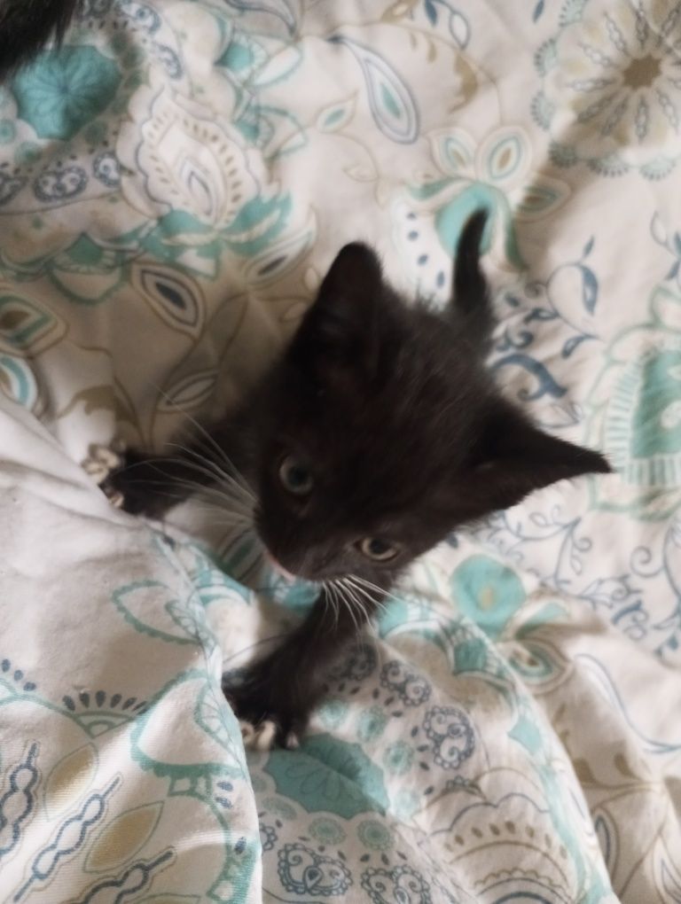 Котята в добрые руки 1,5 месяца