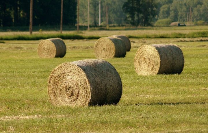 Продам сено свежее, зелёное, луговое, костёр, разнотравие.
