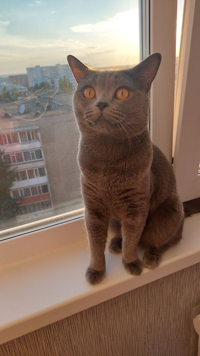 Кот для вязки британец