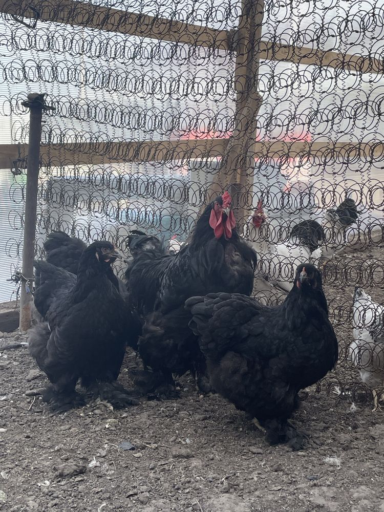 Продам инкубатционный яйцо черный брама