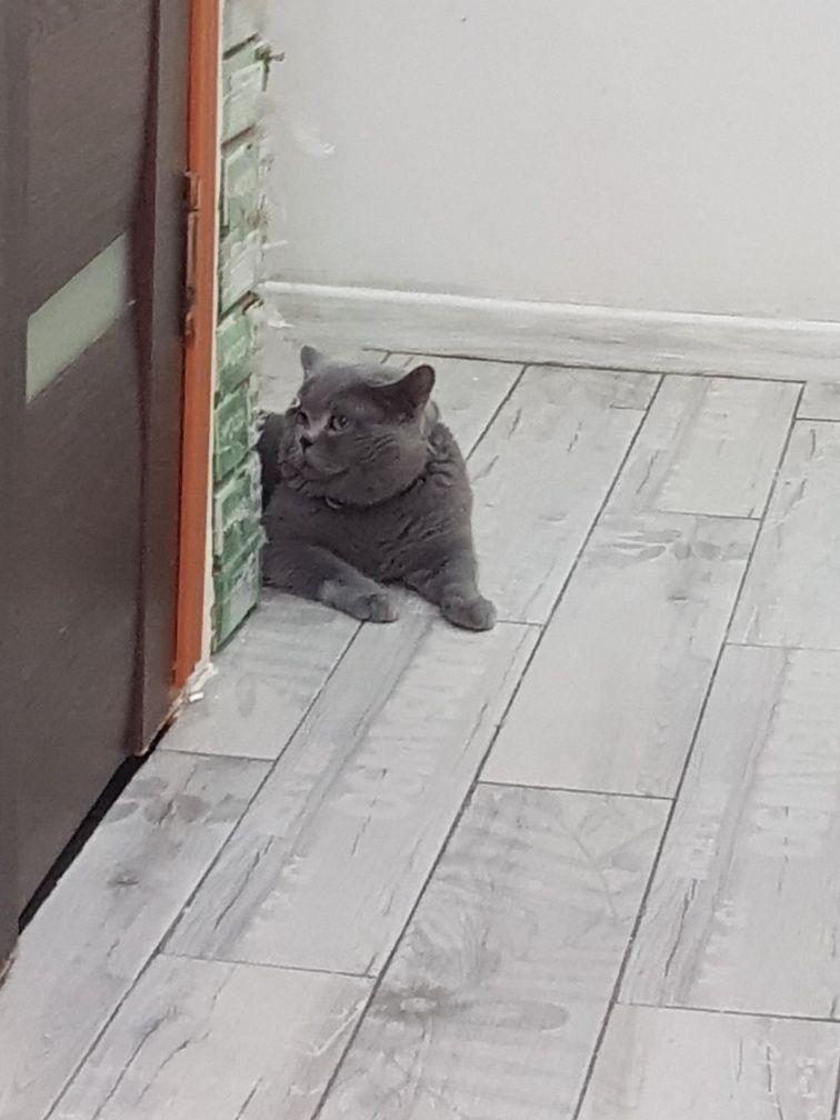 Вязка кота голубого окраса брианец опытный, ждет свою даму сердца