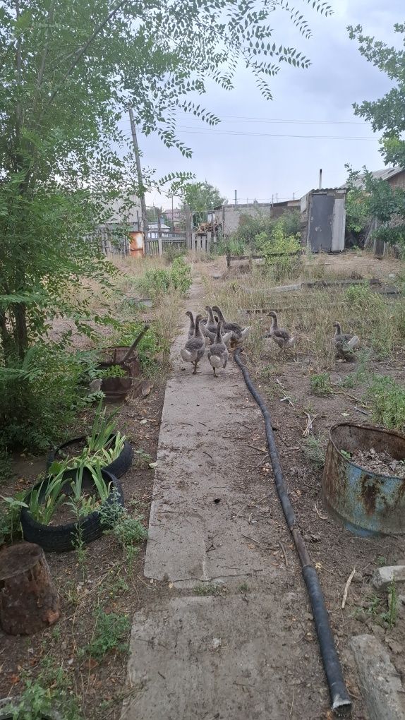 Продам гусей очень хорошие