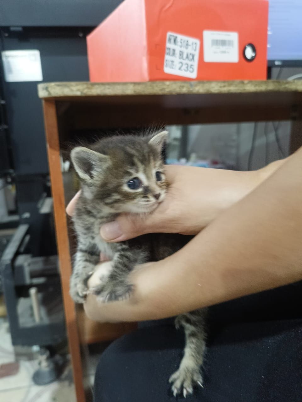 Котята месяц, все мальчики, сама привезу