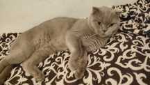 Отдам кота в хорошие руки, в связи с отьездом