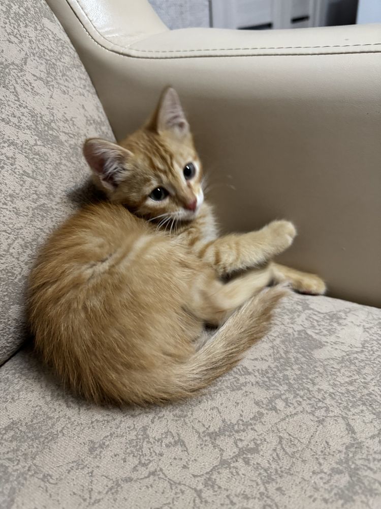 Котенок рыжий мальчик