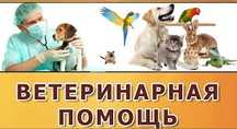 Ветеринар на дом