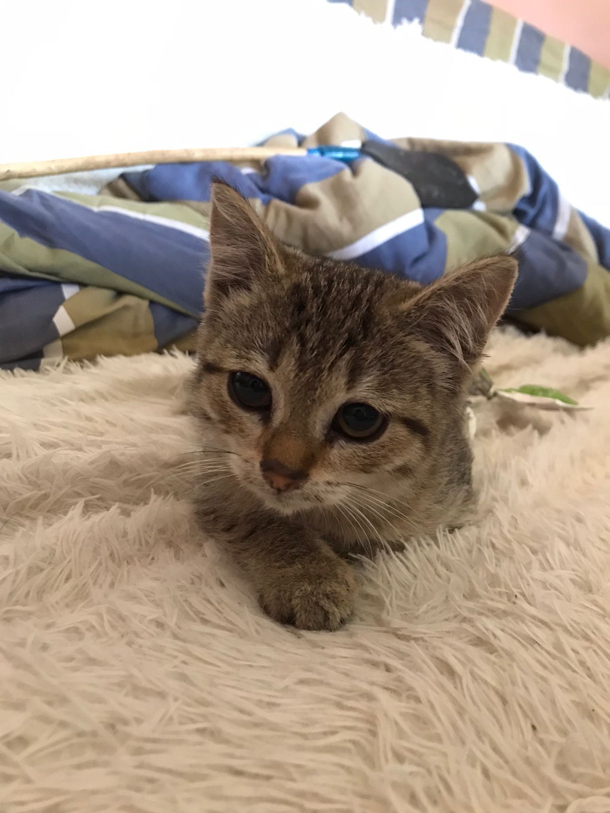 Котята кошка ищут семью и дом