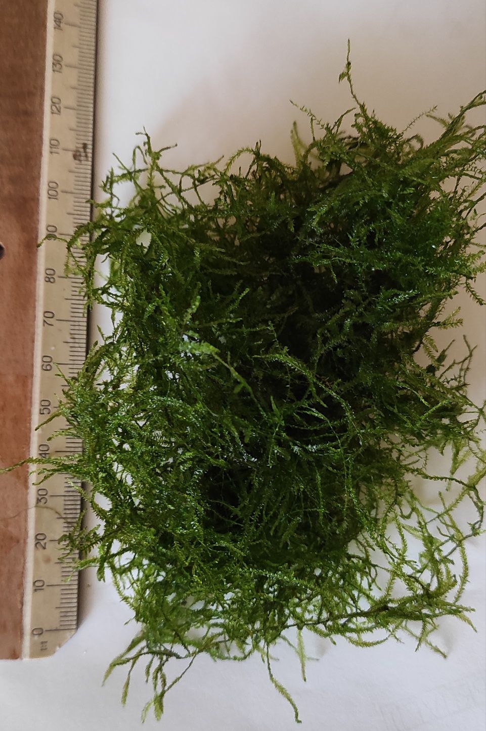Продам мох яванский