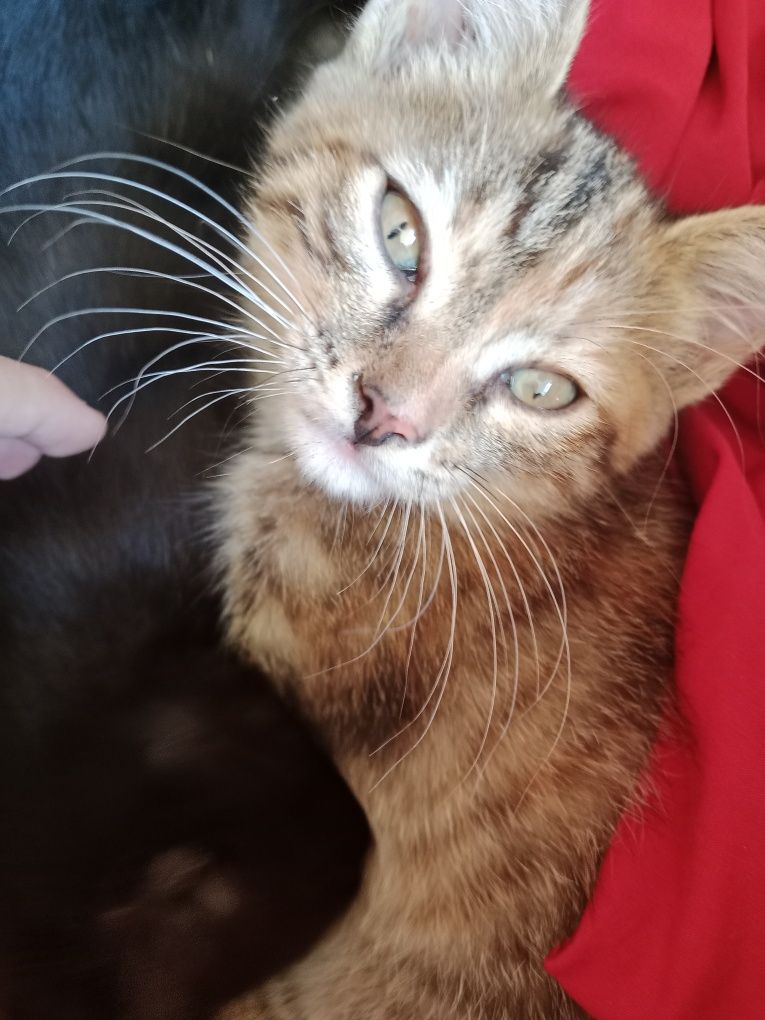 котята в хорошие руки