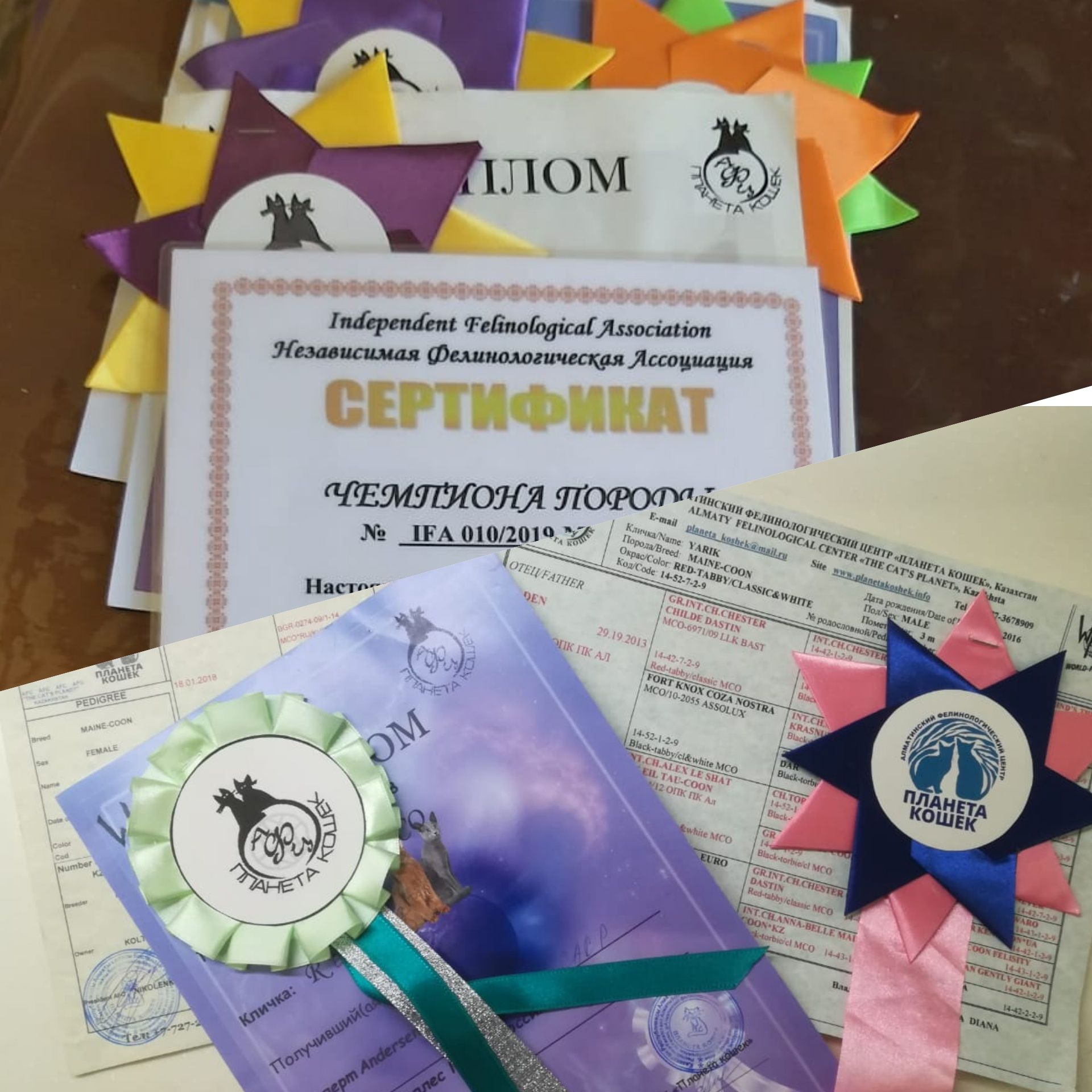 Девочка мейнкун с родословной