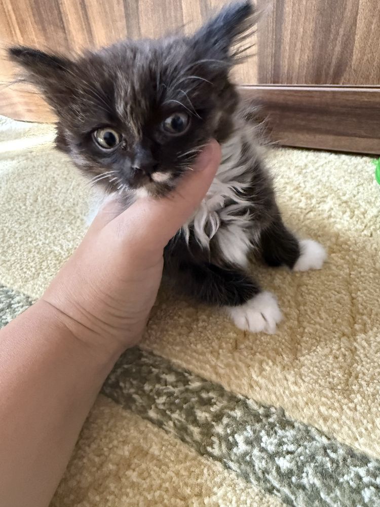 Отдам котят 2 месячные, кушают все, к лотку приучены