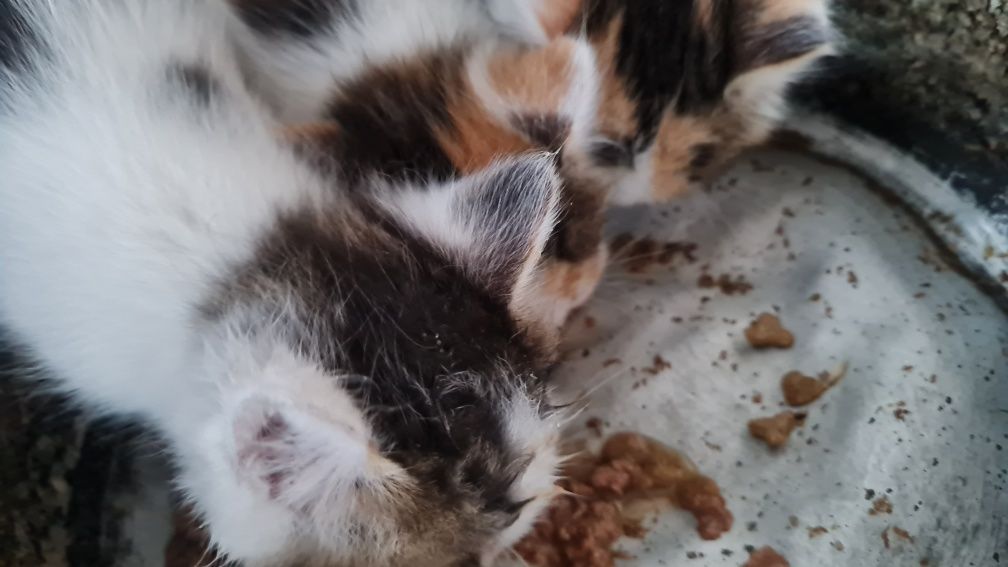 Отдам котят в добрые руки