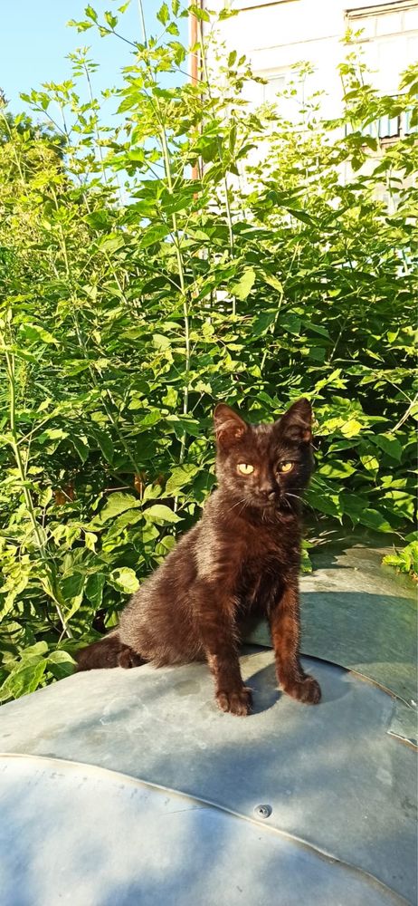 Котята в добрые руки.