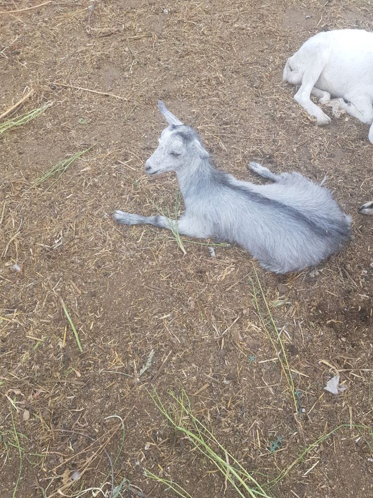 Продам двух козочек