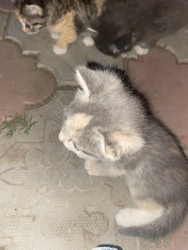 Котята милые красивые чистые