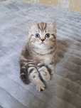 Продам шотланского котенка