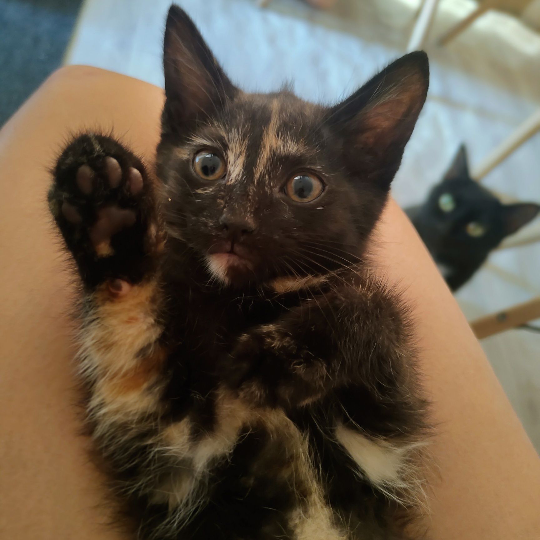 Отдам котенка в добрые руки!