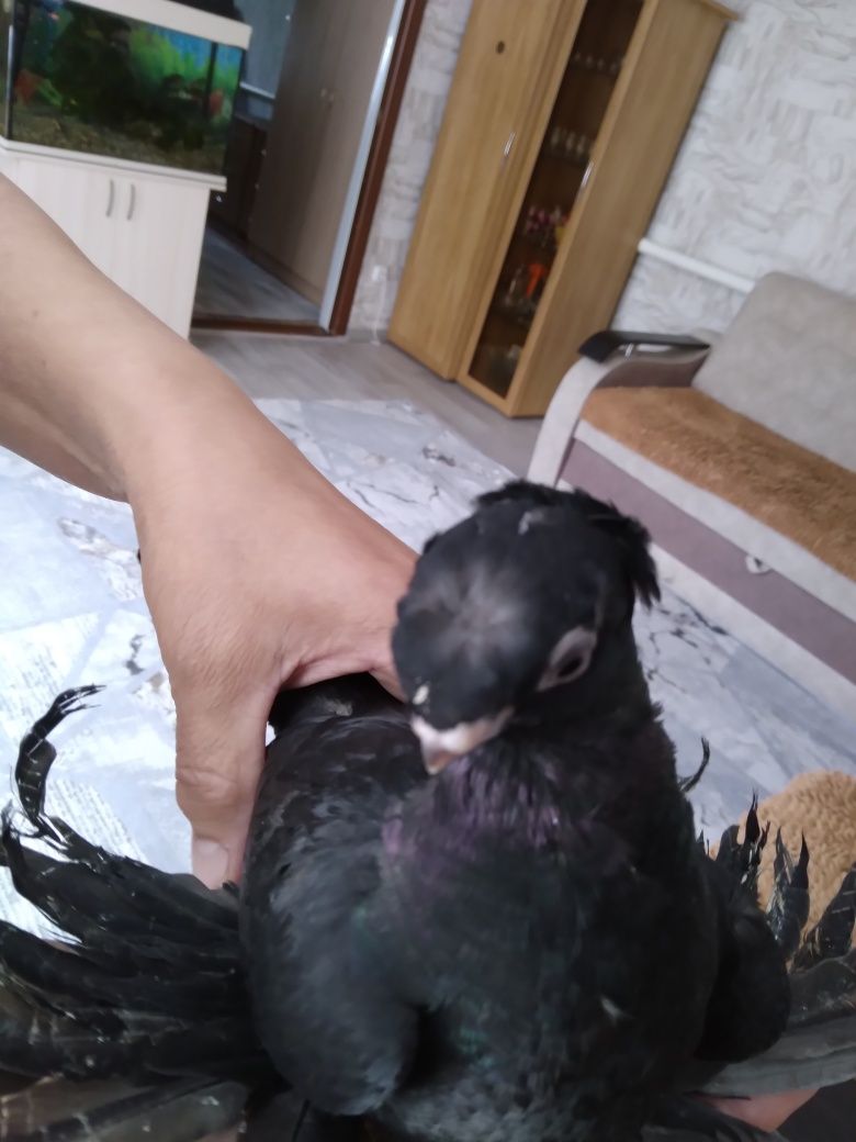 Продам голубей разных пород