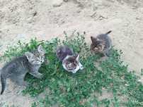 Отдам котят в хорошие руки