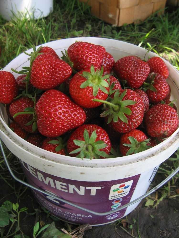 Продам рассаду клубники Лорд.