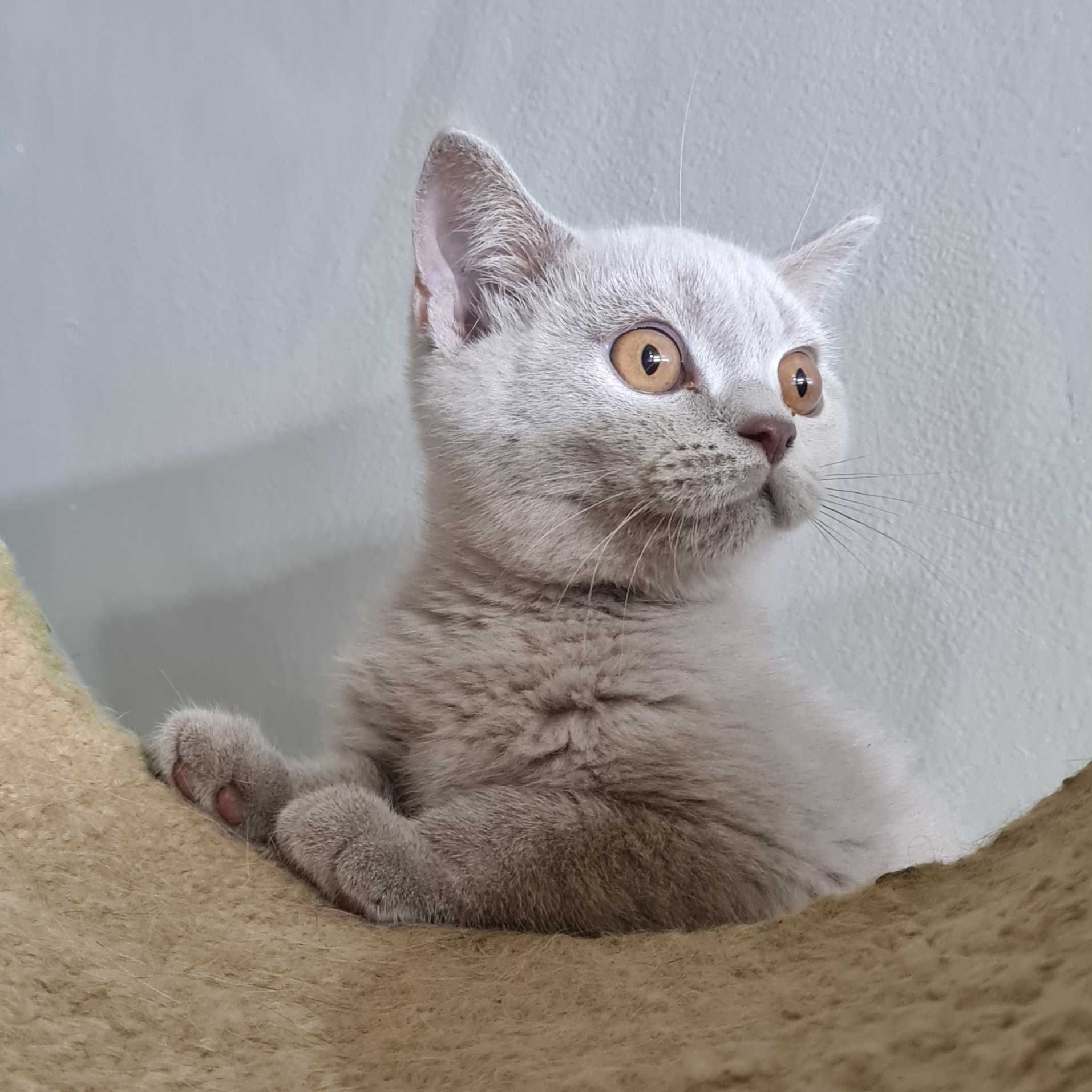 Британская короткошерстная