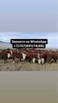 Б’ычки Телята Герефорд Симентал